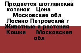 Продается шотланский котенок › Цена ­ 1 500 - Московская обл., Лосино-Петровский г. Животные и растения » Кошки   . Московская обл.